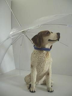 ペットの傘
